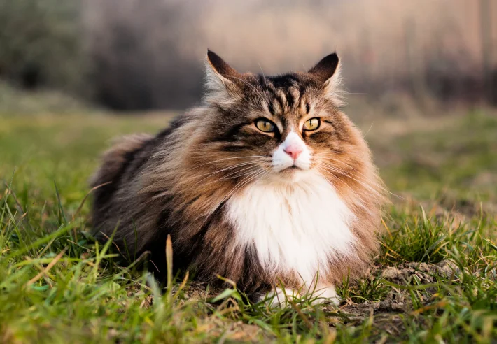 Какие кошки считаются самыми красивыми?