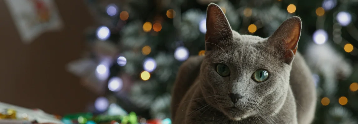 Что подарить кошке на праздник?